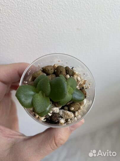 Крассула толстянка суккуленты