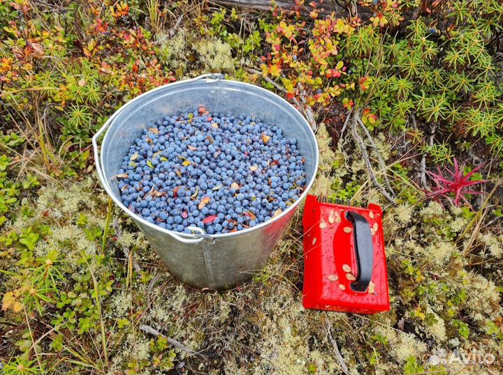 Совок для сбора ягод