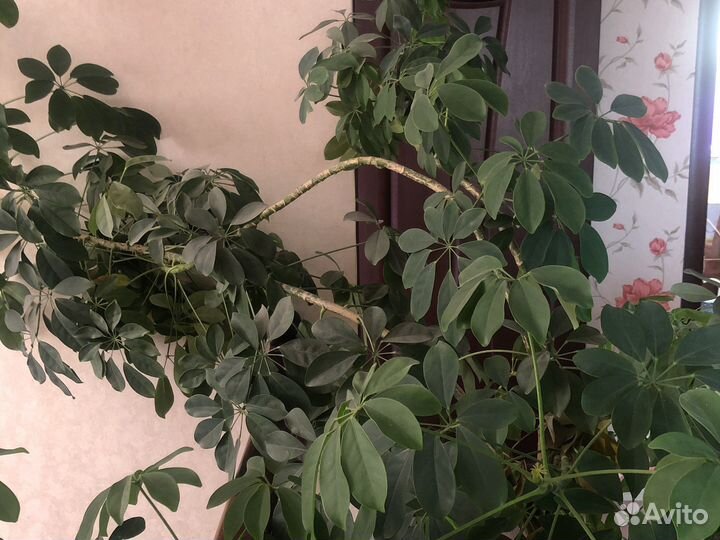 Комнатные цветы