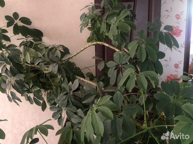 Комнатные цветы