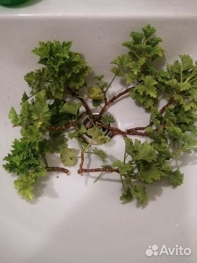 Пеларгония герань королевская(без запаха)