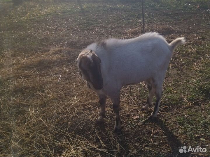 Козел ламанча, коза дойная