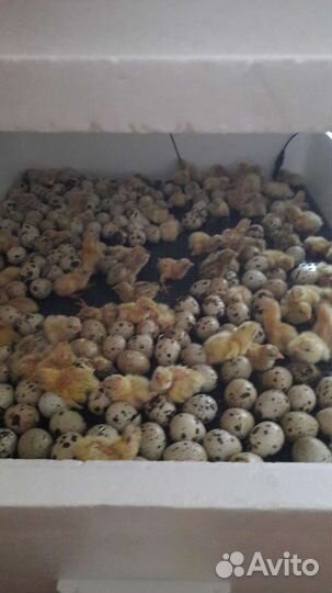 Яйца перепелов