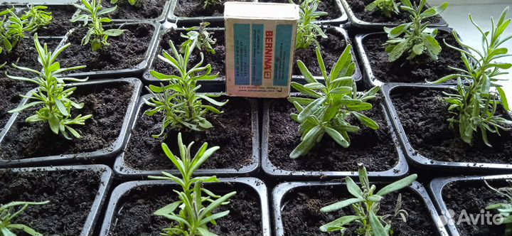 Лаванда хидкот саженцы