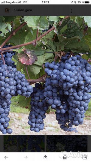 Виноград 