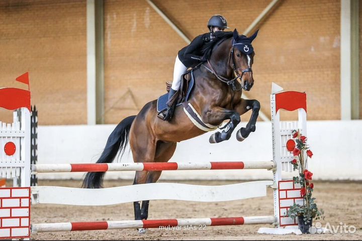 Аренда лошади конкур