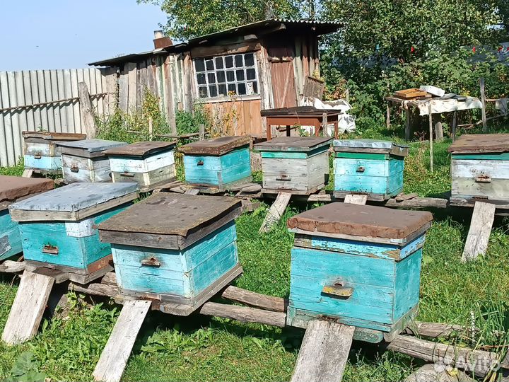 Продаю пчелосемьи и ульями и без
