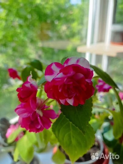 Красиво цветущие растения