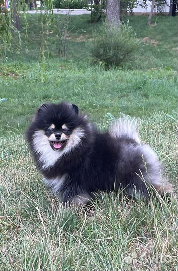 Мальчик РКФ