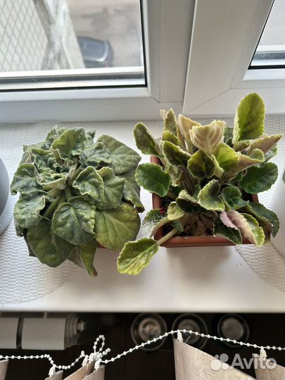 Растения для флорариума