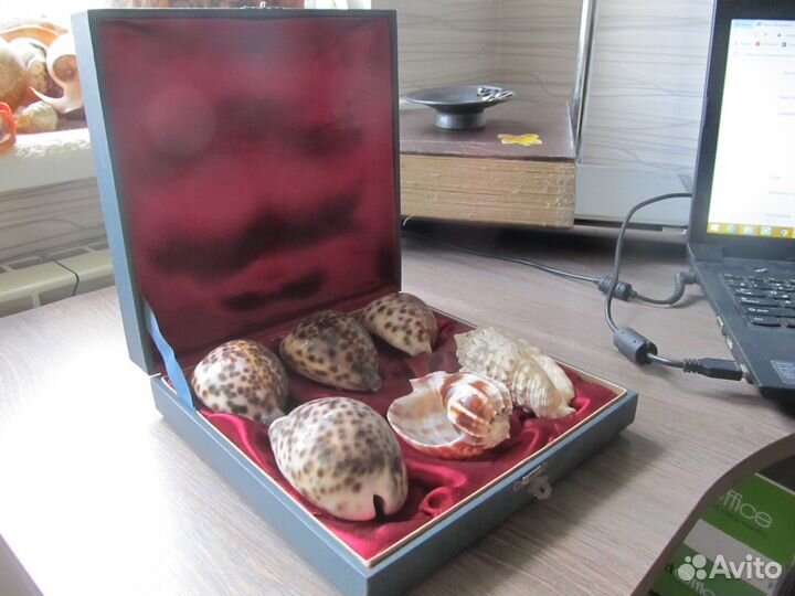 Набор морских раковин в подарочной коробке