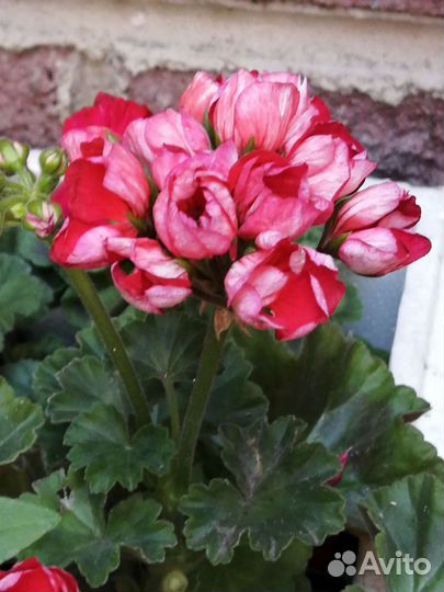 Тюльпановидная пеларгония