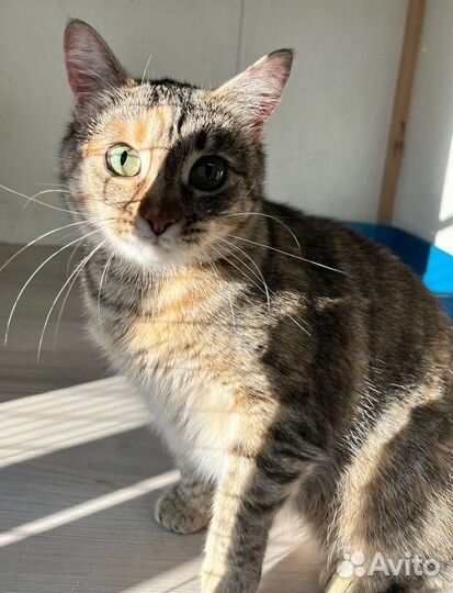 Спасите Василису