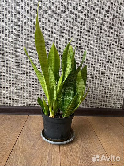 Сансевиерия