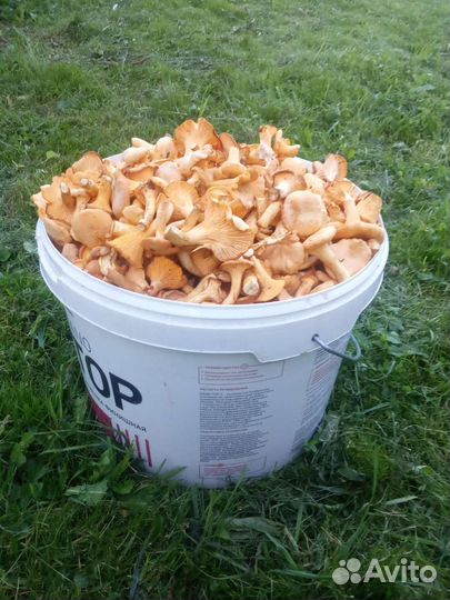 Грибы лисички