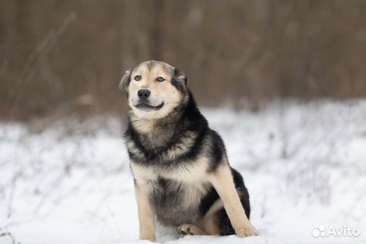 Плюшка и лапочка тоскует в приюте