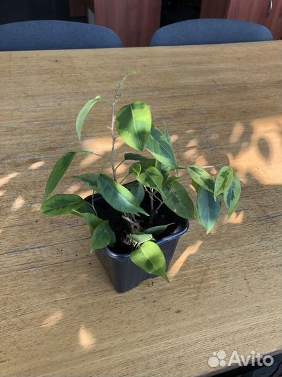 Фикусы Бенджамина