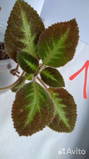 Комнатные растения