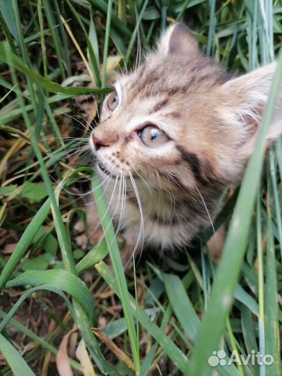 Кошка в дар