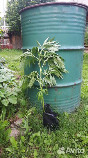 Марьин корень пион уклоняющийся саженцы зкс