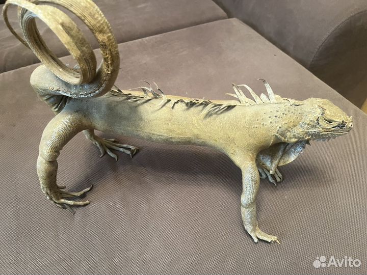 Чучело игуаны, большой ящерки