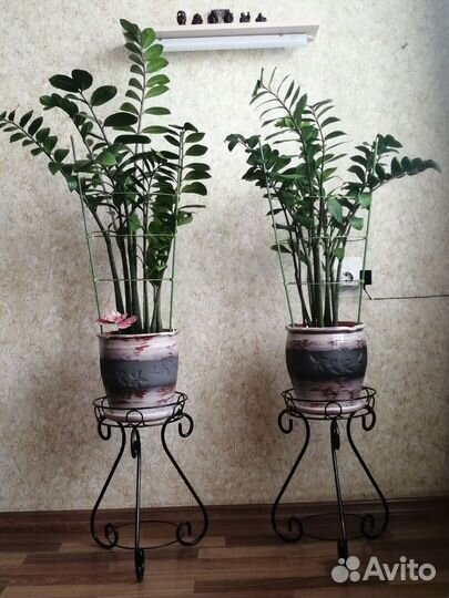 Замиокулькас