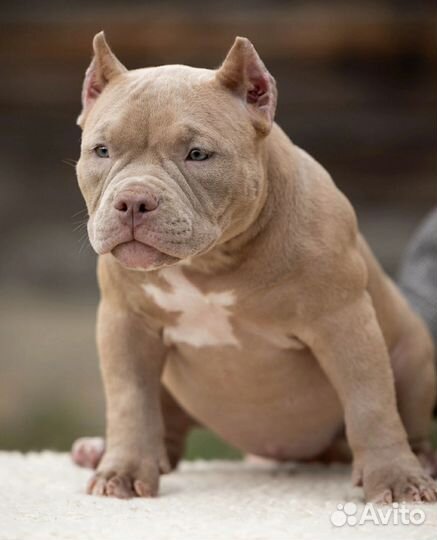 Собаки щенки