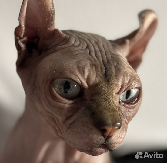 Кот для вязки