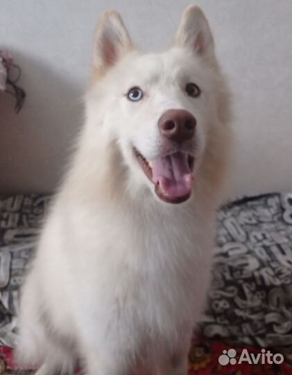 Метис хаски