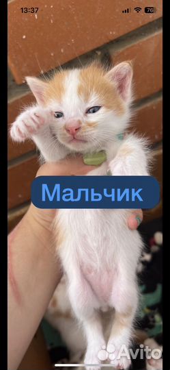 Котята в добрые руки