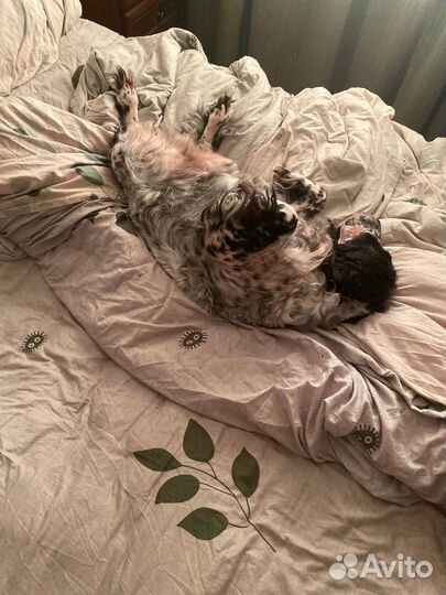 Русский спаниэль для вязки