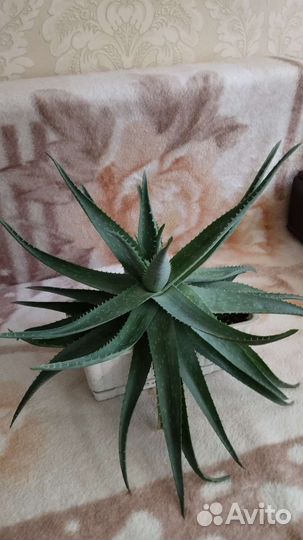 Алоэ столетник лечебный большой и красивый