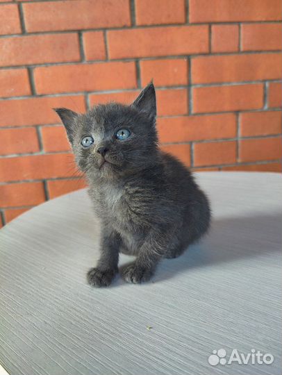 Котенок 1.5 месяца