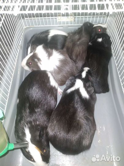 Морская свинка