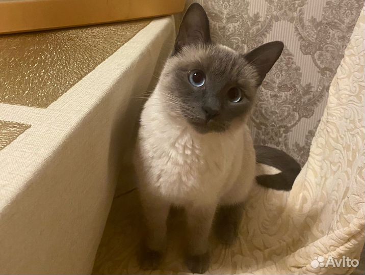 Тайские котята