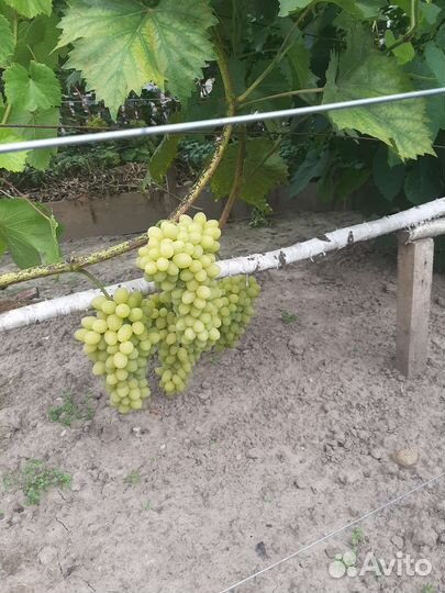 Черенки саженцы винограда