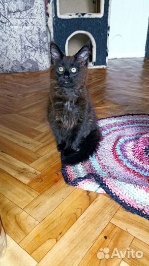 Котята Мейн Кун