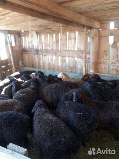 Барашки курдючные