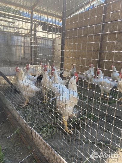 Цыплята несушки 2 месяца