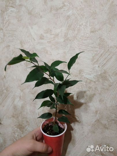 Комнатные растения, укор.черенки