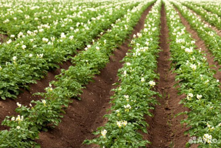 Ежи для прополки картофеля и других корнеплодов