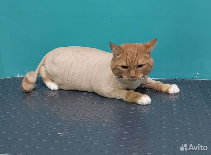 Стрижка собак и кошек