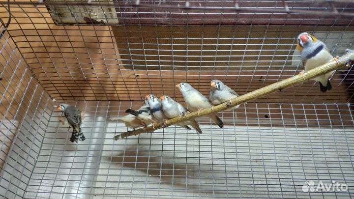 Зебровые амадины