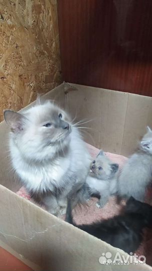 Кошка с котятами