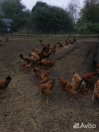 Молодые петушки Кучинская юбилейная