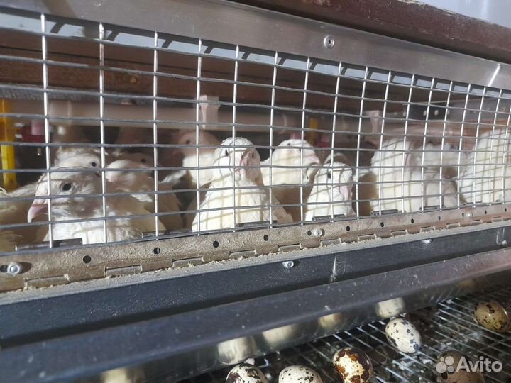 Перепела/Яйца