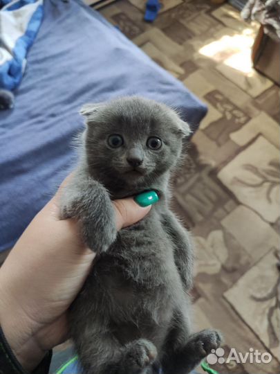 Кошки вислоухие,британец