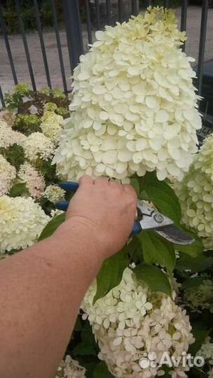 Уход за растениями, садовник