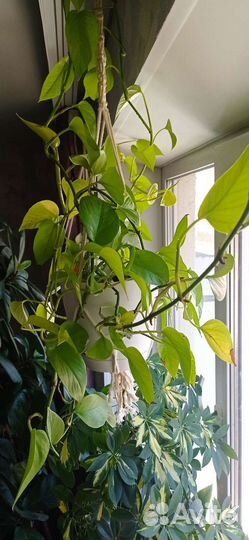 Сциндапсус neon