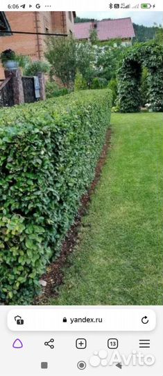 Кизильник блестящий